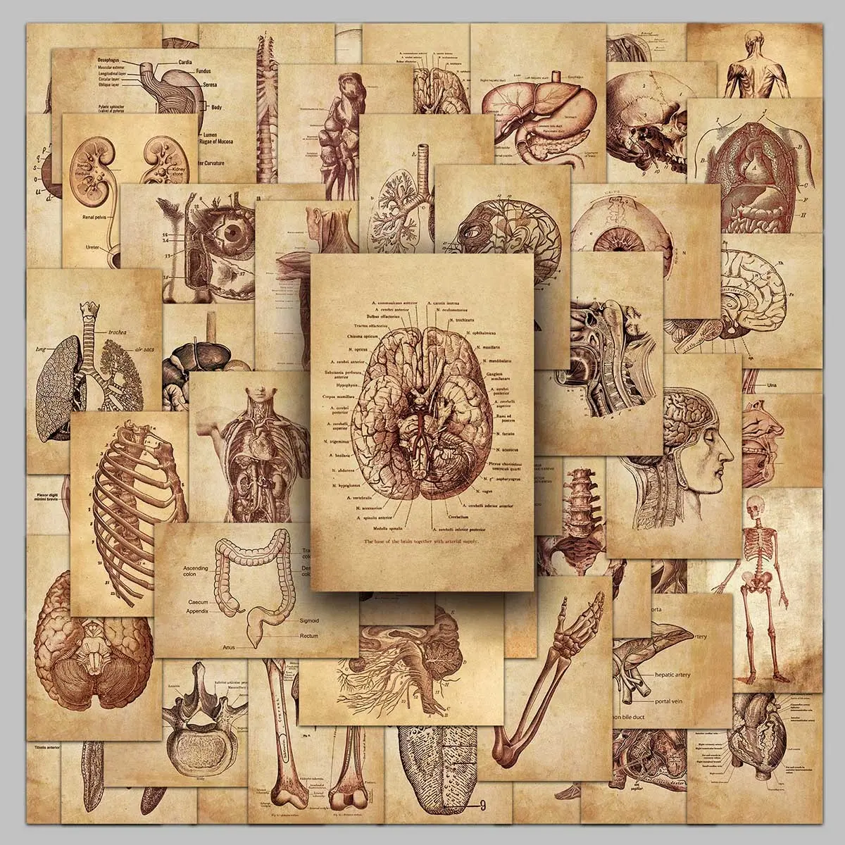 50 pcs retro human anatomy notes cartoon hand-drawn graffiti creative stickers glass calendar photo frame stickers