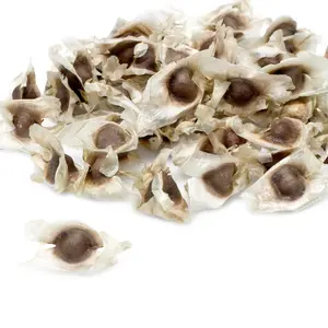 Moringa Seeds - Organically Grown Non-GMO Pkm1 Variety - High Germination Rates - Rich in Antioxidants & Vitamins - Ideal for Sustainable Farming - 50 Count (Approximately)