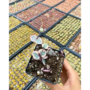 Ceropegia Woodii Variegata "String of Hearts Variegated" VSOH - April Farm/Rare Succulents