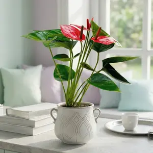 Anthurium 'Livium'