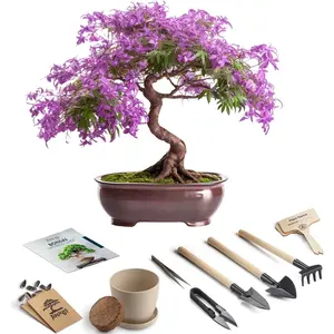 Bonsai Starter Kit – Growing Jacaranda Bonzai Tree from Seeds | Complete Indoor Tree Kit for Growing Plants with Tools & Planter – Gardening Gifts for Mother, Women & Men