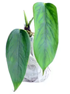 Anthurium bomboizense (seedling)