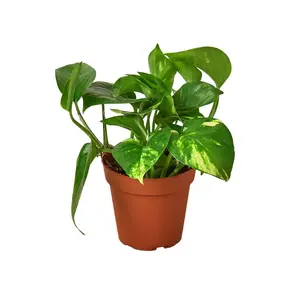 House Plant 6-POTHOS-GOLDEN Golden Pothos Plant in 6 in. Pot