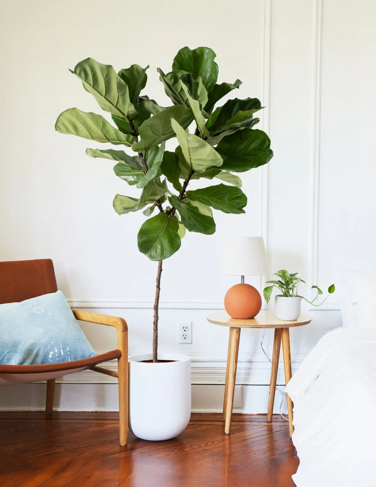 The Sill Fiddle Leaf Fig Ficus lyrata - All Seasons Home Decor Plant, 7-12" Tall Medium Size, Broad Green Leaves, Bright Light Requirement, Nursery Grow Pot