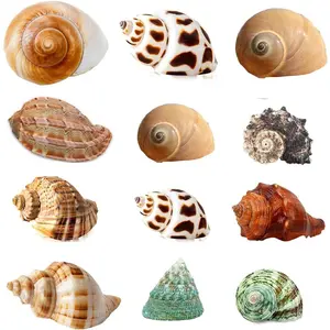 Hermit Crab Shells Turbo Shells 12+pcs Assorted Turbo Shells Handpicked Hermit Crab House..., Medium Large, JXX03