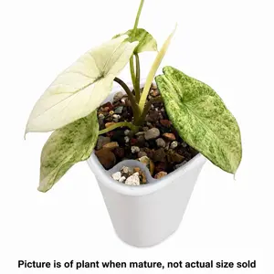 Alocasia Scalprum Mint Tissue Culture Plant (TC) | Rare Mint Variegated Alocasia | Growers Choice