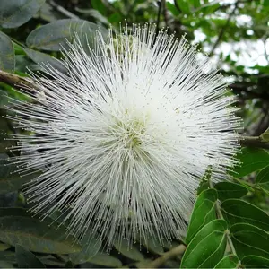 LIVE PLANT 3ft Calliandra haematocephala  alba White Powder Puff attracts BUTTERFLY