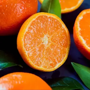 Calamondin Orange Tree 2-4 ft Tall Grafted - Shipping to CA&PR