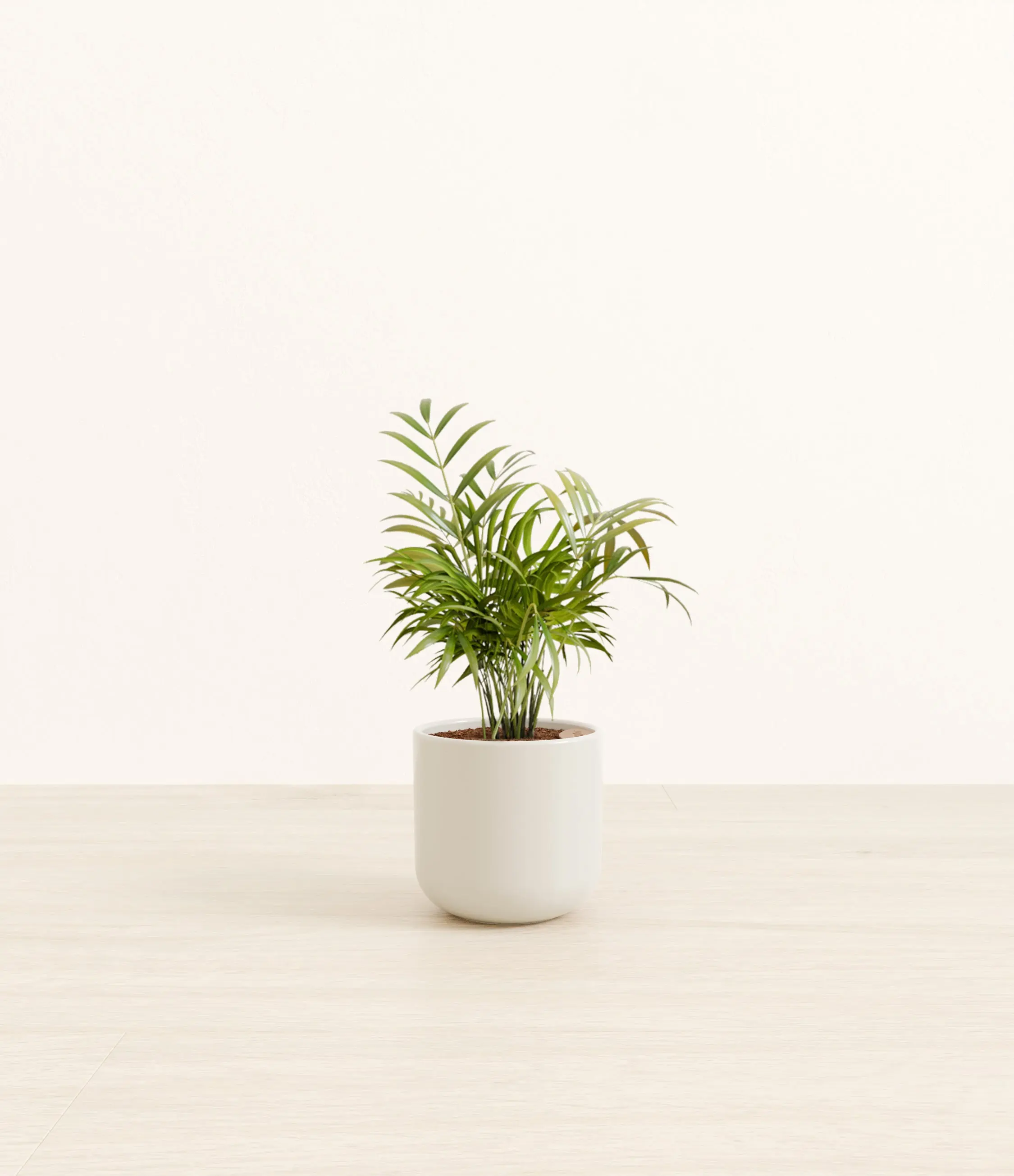 Parlor Palm
