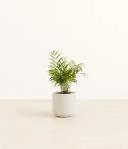Parlor Palm