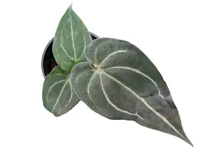 Anthurium forgetii white stripes x Anthurium carlablackiae (seedling)