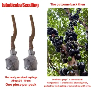 Live Jaboticaba Tree Seedling – Easy to Grow Tropical Fruit Tree for Home Garden and Patio
