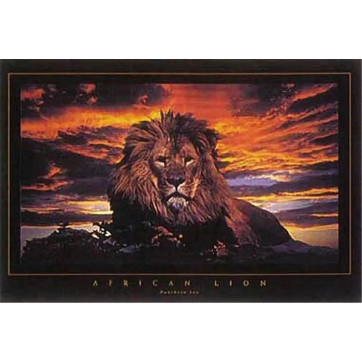 24" x 36" Lion Poster 24" x 36" Lion Poster