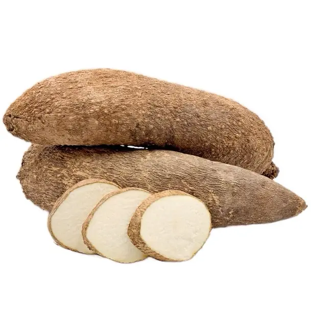 White Yam Yucca
