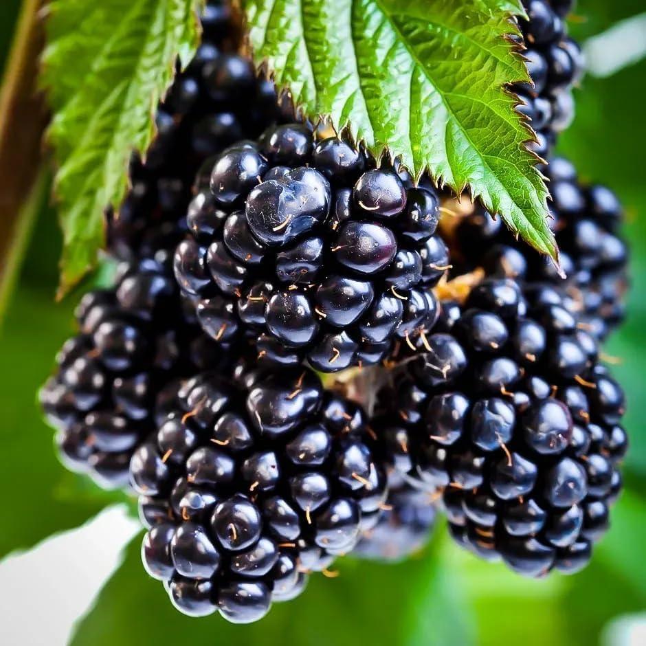 250+ BlackBerry Seeds for Planting - Non-GMO BlackBerry Seeds to Plant for Garden Outdoor - Sweet,Healthy Fruit