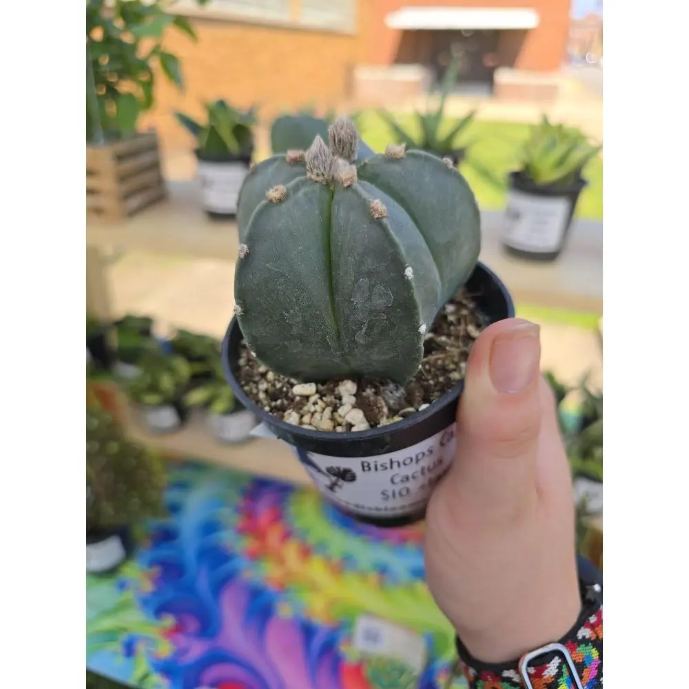 Green Bishops Cap Cactus $15 - Perfect for Plant Lovers and Gardeners