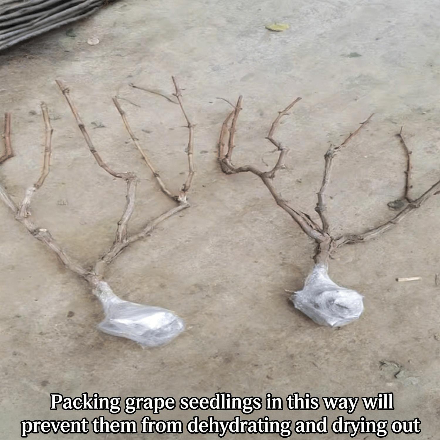 Citrine Grapevine Seedlings—2-Year-Old Perennials | High-Yielding, Sweet-Fruited, and Easy-to-Care-For Grapevine Seedlings