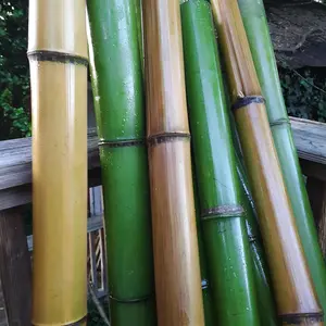 2" Green Bamboo 2pk Fresh Cut 100% Natural Grown Bamboo in USA Bamboo Indoor Outdoor Garden Planters Stakes Decor DIY Crafts