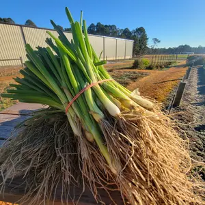 Vidora Onion Plant Bundle | Short-Day Onion Plants | 50 Plants
