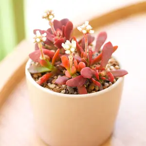 Crassula pubescens ssp. radicans
