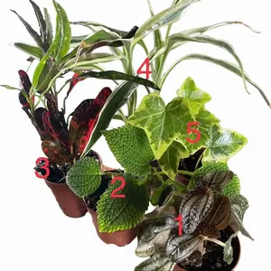 5 Plant Mix of 2” Houseplants - Perfect for Home and Garden - Indoor Plant Set - Surprise Indoor Tropical Plant Set of 5 Plants - Easy Care Plants For Indoors