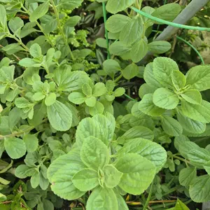 Fèy Ti Gwo Ten, Cuban Oregano, Indian Borage, Plants Herbs