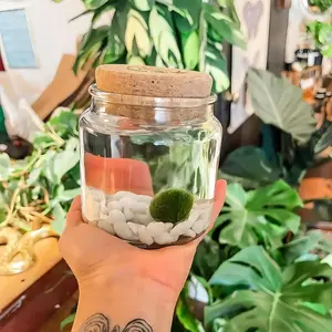 Classic Large Moss Ball Terrarium, 4" Height, 4" Diameter, 1 lb, Easy to Maintain, Home Improvement Plant Decoration, Made in USA, Zebra Mussel-Free