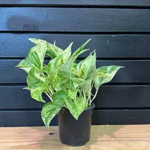 EPIPREMNUM AUREUM MARBLE QUEEN POTHOS 4 INCH POT