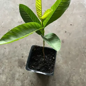 a guava tree live in a 4’’ pot/ pink inside /6”-8”high Potted Plant Tropical House Plant