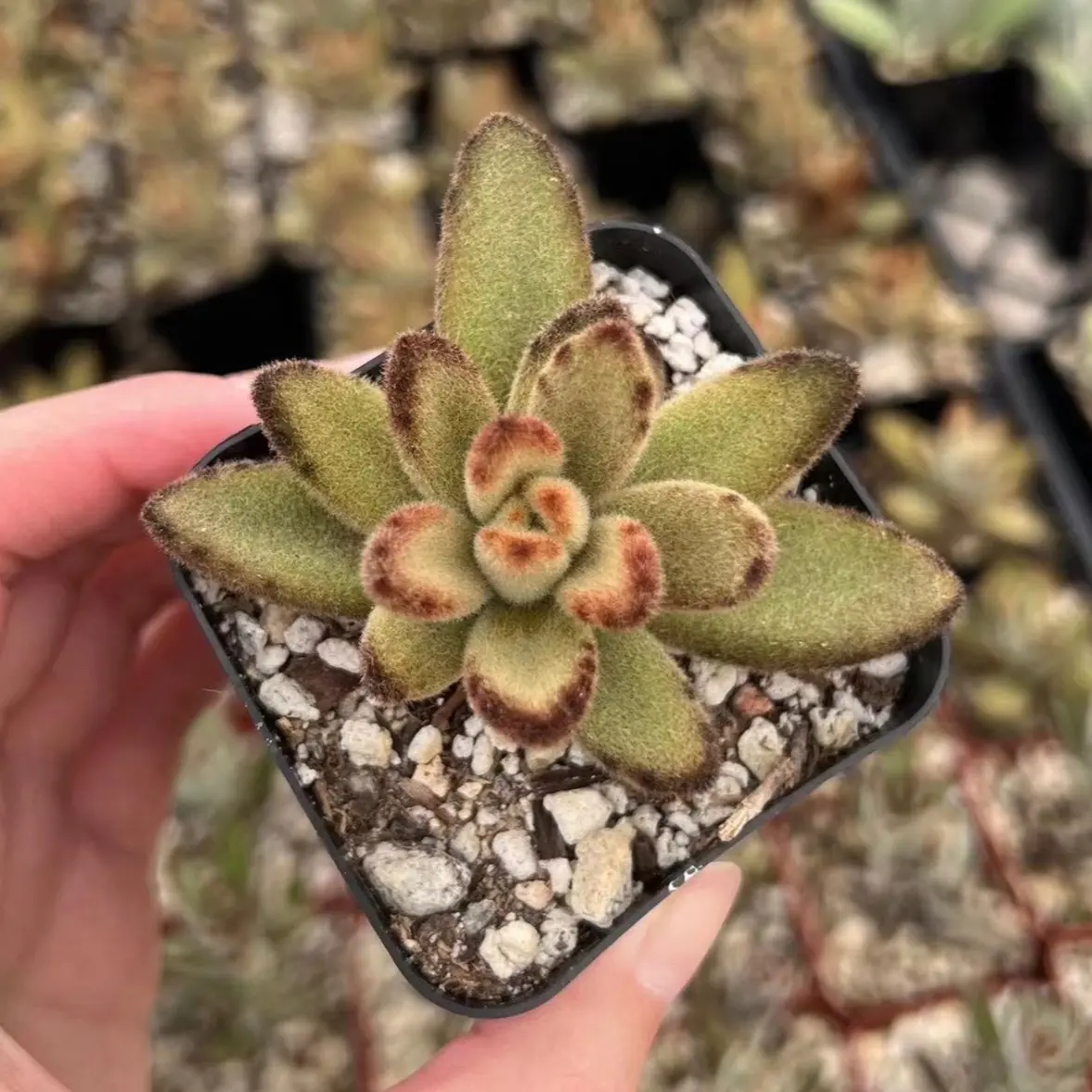 Kalanchoe Tomentosa Chocolate Soldier 2”