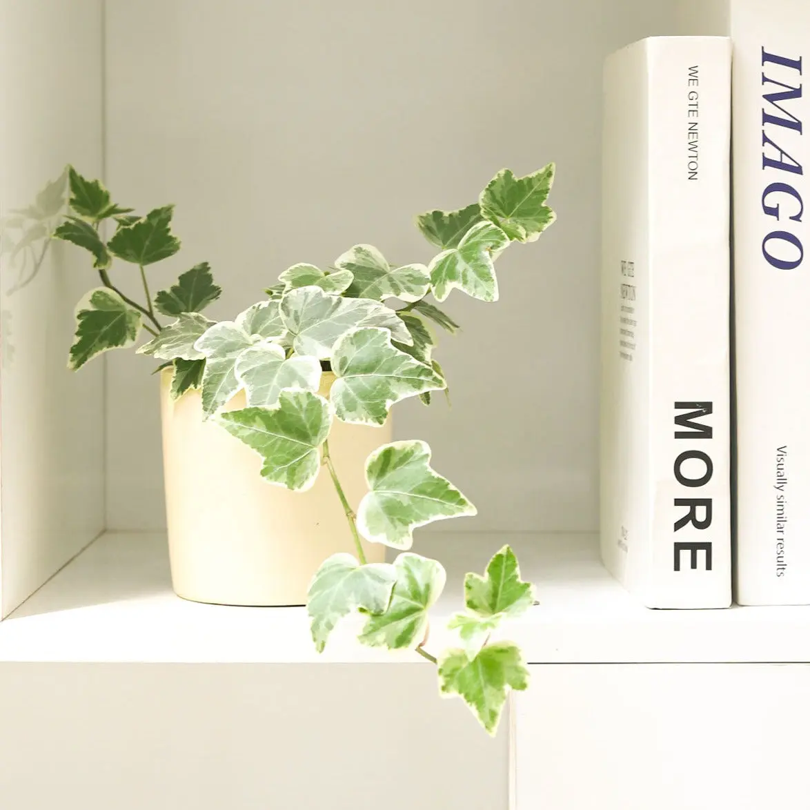 Golden English Ivy
