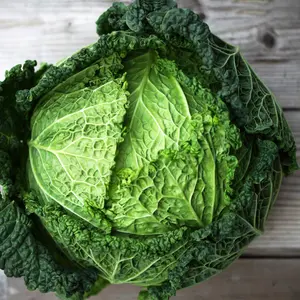 Savoy Cabbage (Brassica oleracea var. capitata 'Savoy') Organic Seeds – Crinkled Leaves, Sweet Nutty Flavor, Excellent for Fresh and Cooked Dishes
