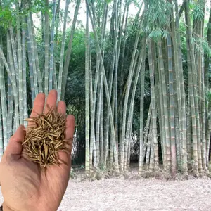 50 Rough Bamboo Seeds