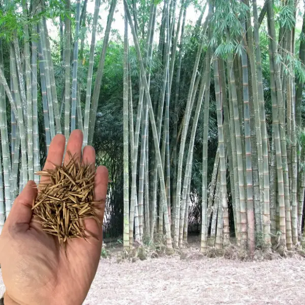 50 Rough Bamboo Seeds