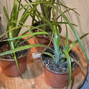 Queens Tears Bromeliad, Live Outdoor Garden Vine for Home Improvement Projects