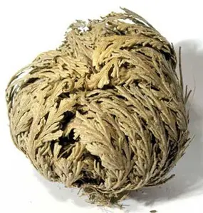 Rose of Jerricho (Selaginella) Resurrection Plant for Home Garden, Abundance, Healing, Good Luck, Protection, Money Drawing Flower Fern