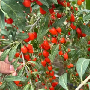 Goji Berry Seeds for Planting, Non-GMO High Germination Heirloom Fruit Seeds for Indoor Outdoor Garden Growing