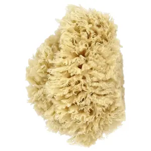 Baby Buddy Premium Quality Wool Sea Sponge, 1 Sponge