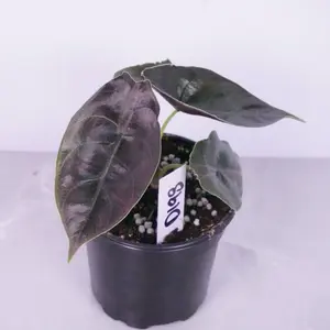 RARE Alocasia Azlanii | Jewel Alocasia | Iridescent Houseplant
