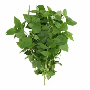 Mazo de planta rompe saraguey