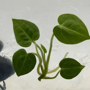 Anthurium Magnificum × Silver Blush – Rare Velvet Hybrid Tissue Culture Plant | Collector TC
