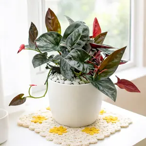 Syngonium 'Red Arrow'