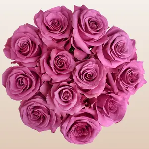 Fresh Roses Lavender Premium Ecuadorian Lavender Roses 50cm Total Length 5cm Bloom Size Perfect for Special Occasions & Mother's Day Bouquets