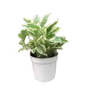 Pothos n joy 4inch plant,live plant Nature Decor Decorative