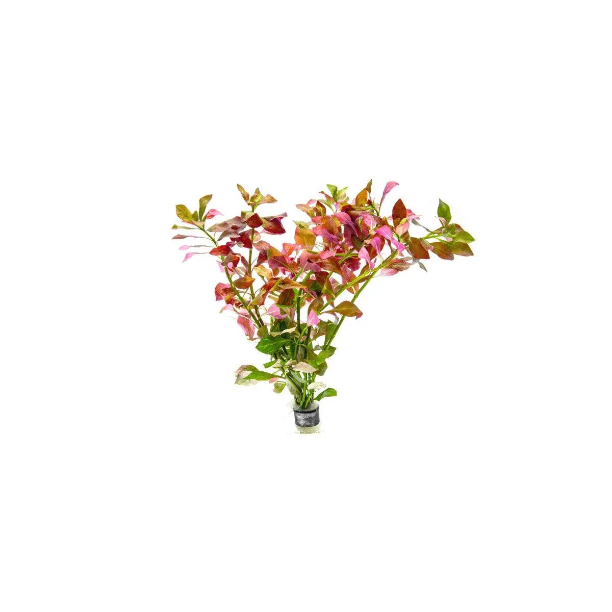 Ludwigia Ovalis