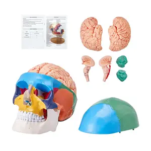 VEVOR Human Skull Model, 8 Parts Brain & 3 Parts Skull, Life-Size Painted Anatomy Skull Model, PVC Anatomical Skull, Detachable Learning Skull Model for Professional Teaching, Researching and Learning