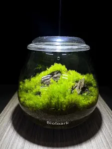 Propagate Cushion Moss Terrarium - 6-Month Natural Ecosystem | Premium Bioloark Glass Container