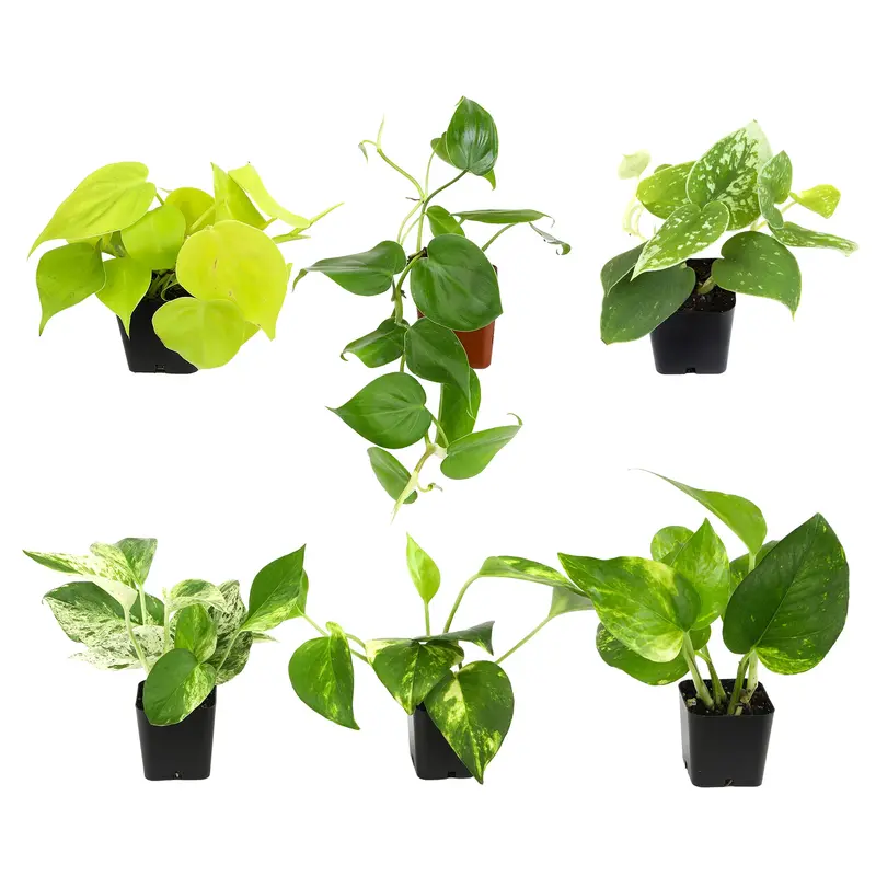 vining philodendron - TikTok Shop