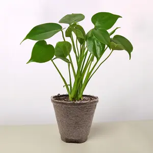 Monstera 'Split-Leaf' 4" Pot