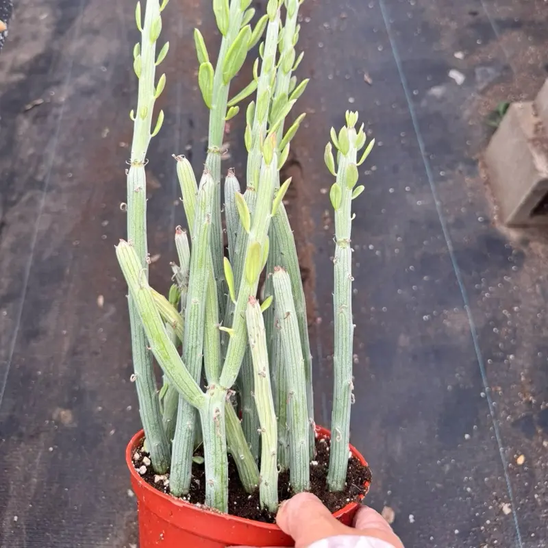Senecio Anteuphorbium 6 inch pot succulent Plant